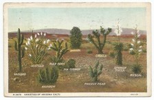 Varieties Of Arizona Cacti Fred Harvey Vintage Postcard with 1 Cent Stamp