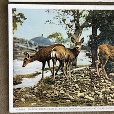 Vintage Grand Canyon Rendezvous, EL TOVAR Hotel SET OF 2 Fred Harvey Postcards - Additional view 3