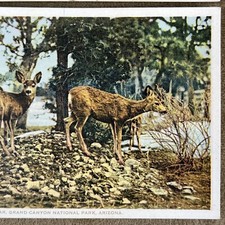 Vintage Grand Canyon Rendezvous, EL TOVAR Hotel SET OF 2 Fred Harvey Postcards - Additional view 4
