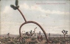 Giant Cactus,Mojave Desert,California Fred Harvey 1920 Pasadena Armand King,Olea