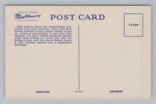Postcard Fred Harvey Series Century Plant in Bloom California - Additional view 1