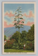 Postcard Fred Harvey Series Century Plant in Bloom California