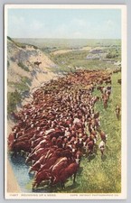 Fred Harvey Rounding Up a Herd Western Cattle Scene Postcard