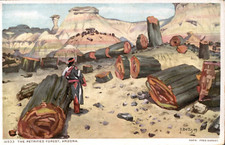 The Petrified Forest, Arizona Fred Harvey Phostint Postcard Harold Betts