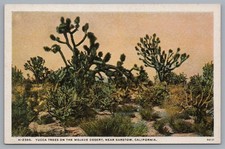 Fred Harvey Yucca Trees on Mojave Desert Near Barstow California CA Postcard