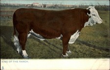 King of the Ranch Texas vintage postcard Fred Harvey b674