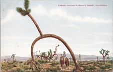 1919 FRED HARVEY POSTED POSTCARD-A GIANT CACTUS IN MOJAVE DESERT, CALIFORNIA