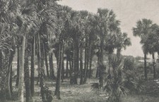 Among Palms Sanford Florida FL 1906 Fred Harvey Sabal Postcard - Additional view 3