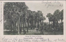 Among Palms Sanford Florida FL 1906 Fred Harvey Sabal Postcard