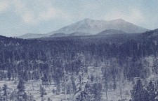 San Francisco Peaks Pine Forest Williams Arizona AZ Fred Harvey Postcard - Additional view 3