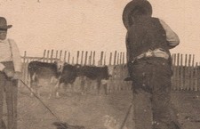 Branding Cattle Deming New Mexico NM 1900s Fred Harvey Ranching Postcard - Additional view 3