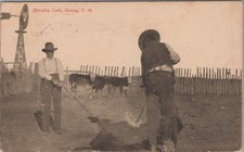 Branding Cattle Deming New Mexico NM 1900s Fred Harvey Ranching Postcard