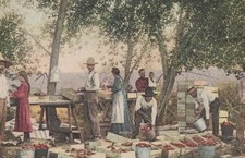 Packing Peaches Carlsbad New Mexico NM 1911 Fred Harvey Postcard - Additional view 3