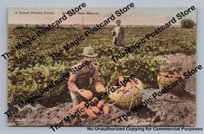 Sweet Potato Patch Farmer DEMING New Mexico Hand Colored Albertype Fred Harvey